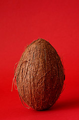 Image showing Single whole coconut