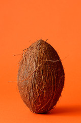 Image showing Single whole coconut