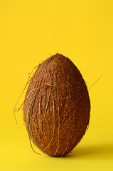 Image showing Single whole coconut