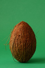 Image showing Single whole coconut