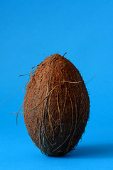 Image showing Single whole coconut