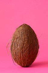 Image showing Single whole coconut