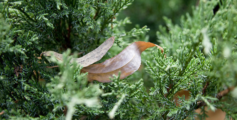 Image showing Dry leaves in pine tree