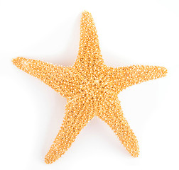 Image showing Starfish from oceans