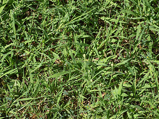 Image showing Green grass meadow background