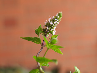 Image showing Peppermint (Mentha piperita) plant