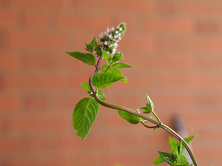 Image showing Peppermint (Mentha piperita) plant