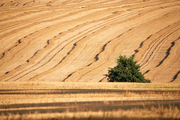 Image showing harvested field with straw lines