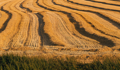 Image showing harvested field with straw lines