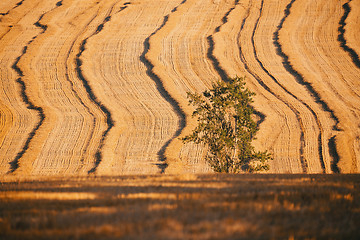 Image showing harvested field with straw lines