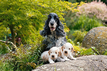 Image showing purebred English Cocker Spaniel with puppy