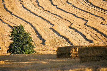 Image showing harvested field with straw lines