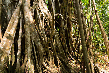 Image showing massive tree is buttressed by roots Tangkoko Park