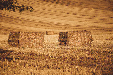 Image showing harvested field with straw lines