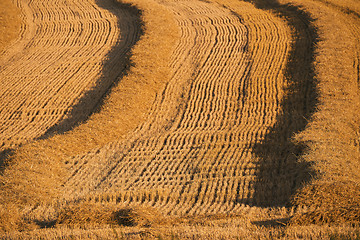 Image showing harvested field with straw lines