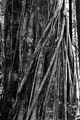 Image showing massive tree is buttressed by roots Tangkoko Park