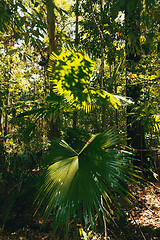 Image showing palm leaf in Tangkoko rain forest Indonesia