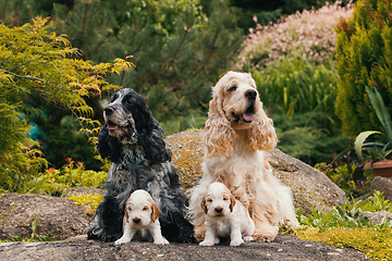 Image showing purebred English Cocker Spaniel with puppy