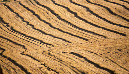 Image showing harvested field with straw lines