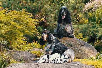 Image showing purebred English Cocker Spaniel with puppy