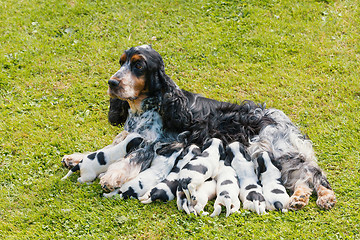 Image showing purebred English Cocker Spaniel with puppy