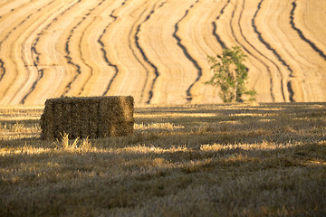 Image showing harvested field with straw lines