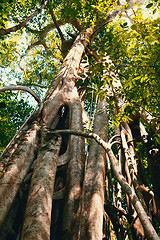 Image showing massive tree is buttressed by roots Tangkoko Park