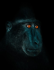 Image showing Celebes crested macaque