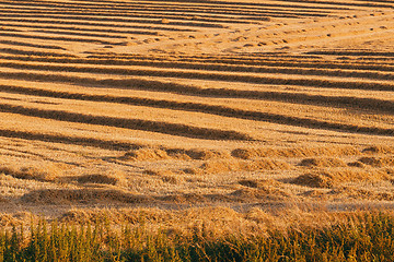 Image showing harvested field with straw lines