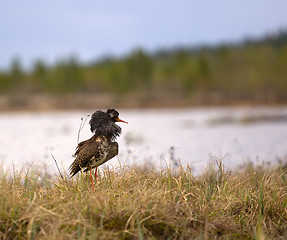 Image showing Mating behaviour. Male ruffs are in state of self-advertising