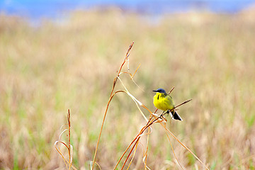 Image showing Yellow Wagtail sitting on dry blade of grass