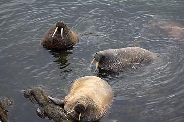 Image showing Three Atlantic walrus in shallow waters of Barents sea. Arctic