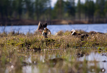 Image showing Pugnacious handsome 1. Ruffs fight in swamp.