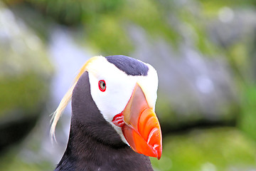 Image showing puffin (Fratercula) 4