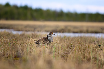 Image showing Mating behaviour of ruffs in lek (place of courtship)