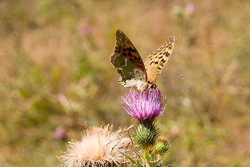 Image showing Signs of autumn. Old pale wounded butterfly dies its short life in September.