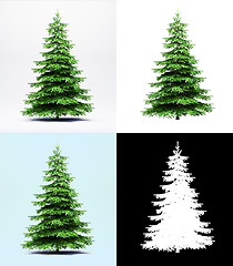 Image showing Spruce tree isolated