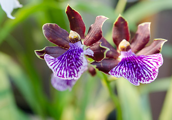 Image showing Blue orchid