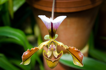 Image showing Orchid Paphiopedilum