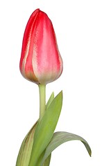 Image showing Red Tulip