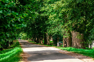 Image showing Green summer trees in alley in countryside