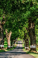 Image showing Green summer trees in alley in countryside