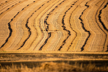 Image showing harvested field with straw lines