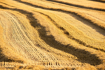 Image showing harvested field with straw lines