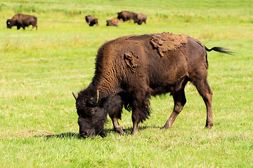 Image showing American bison(Bison bison) simply buffalo 