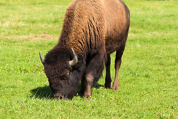 Image showing American bison(Bison bison) simply buffalo 