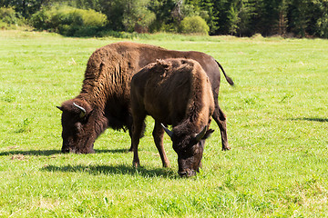 Image showing American bison(Bison bison) simply buffalo 