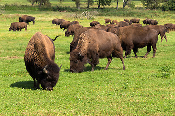 Image showing American bison(Bison bison) simply buffalo 