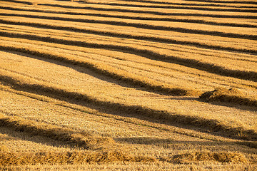 Image showing harvested field with straw lines