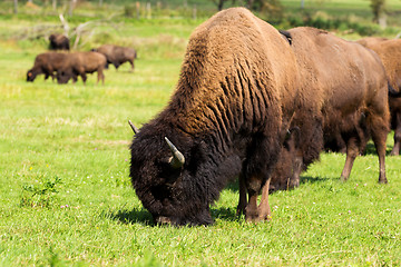 Image showing American bison(Bison bison) simply buffalo 